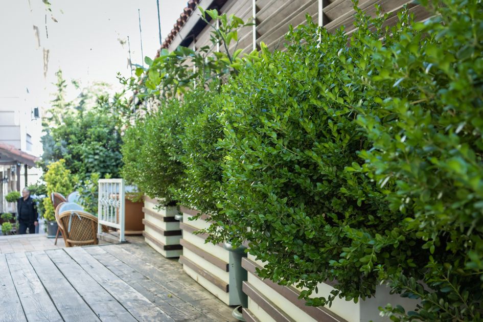 Garden design and planting